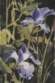 Irises