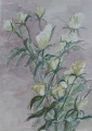white Roses watercolour